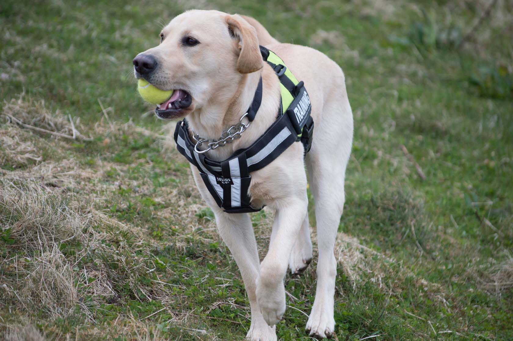 Dogs Against Drugs Detecting and Deterring Drugs in Shetland